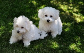 Two dogs of breed Bichon Frise rest on the grass