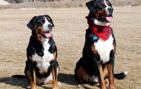 Два больших швейцарских зенненхунда в поле