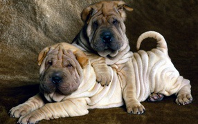 Two little shar pei puppies