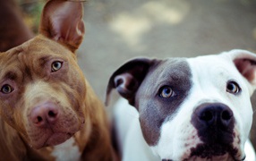 Two pitbulls waiting for the command