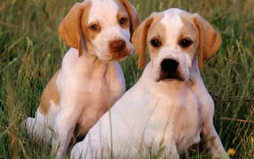 Two pointer puppies sitting on the grass