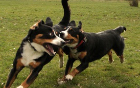 Two puppies Great Swiss Mountain Dog play