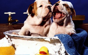 Two shar pei puppies taking a bath