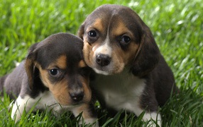 Two tiny beagle puppy on grass