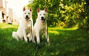 Two white akita inu dog on the grass