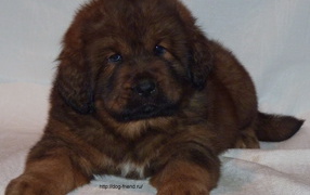 Очень маленький щенок тибетского мастифа