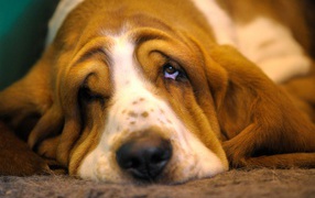 Very sad basset hound