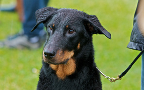 Мокрый босерон на поводке