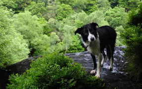 Мокрая бордер-колли на скале