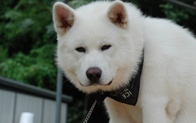 Белая взрослая акита-ину