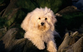 Белая собака лежит на камнях