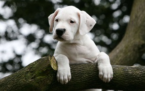 Молодой аргентинский дог на дереве