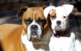 Молодой и взрослый боксеры