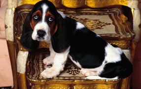 Young and sad basset hound