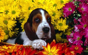 Young basset hound in flowers