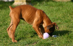 Young boxer chewing toy