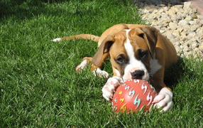 Молодой боксёр с мячом