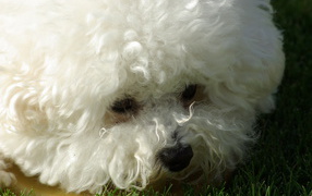 Young dog breed Bichon Frise closeup