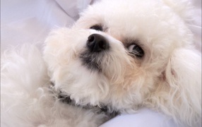 Young dog breed Bichon Frise resting