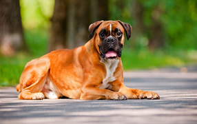  Beautiful adult boxer lying on the road