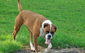  Boxer with a long tongue is walking through the grass