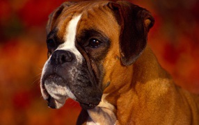 Портрет серьёзного боксёра