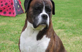 Грустный боксёр на фоне палатки