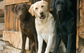 Разноцветные лабродоры