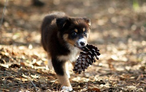 	 Puppy playing