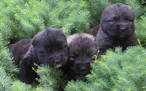 Kавказские овчарки среди сосен