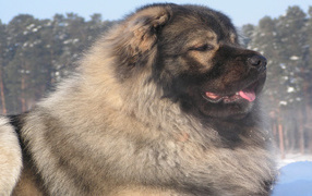 kazakh sheep dog in winter woods