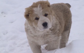 kazakh sheepdog playing on the snow