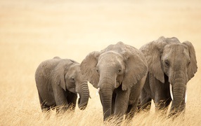 Слоны идут по саванне
