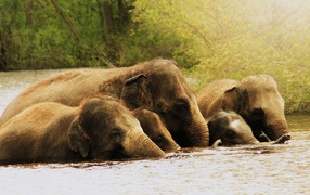 The elephants ears in the water