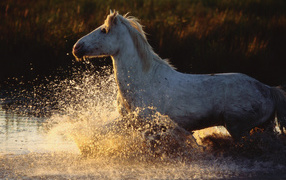 Древние лошади
