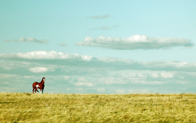 Красивая лошадь в поле