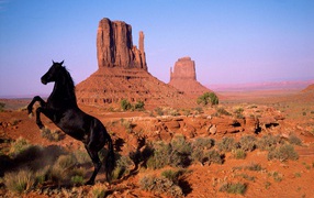 Чёрная лошадь на дыбах