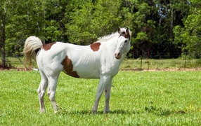 Цветная лошадь