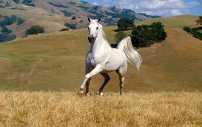 Танцующая лошадь