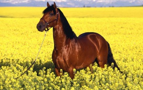 Гнедая лошадь на желтом поле