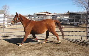 Толстая лошадь