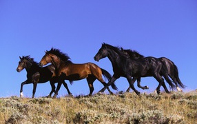 Четыре лошади