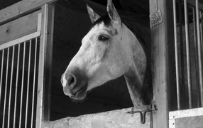 Загнанная лошадь