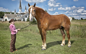 Высокая лошадь