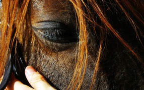 Глаза лошади