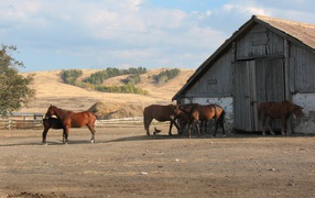 Horses farm