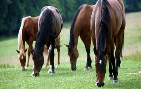 Large horses