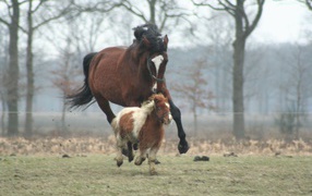 Мини лошади