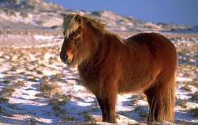 Карликовая лошадь