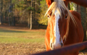 Чудо лошадь